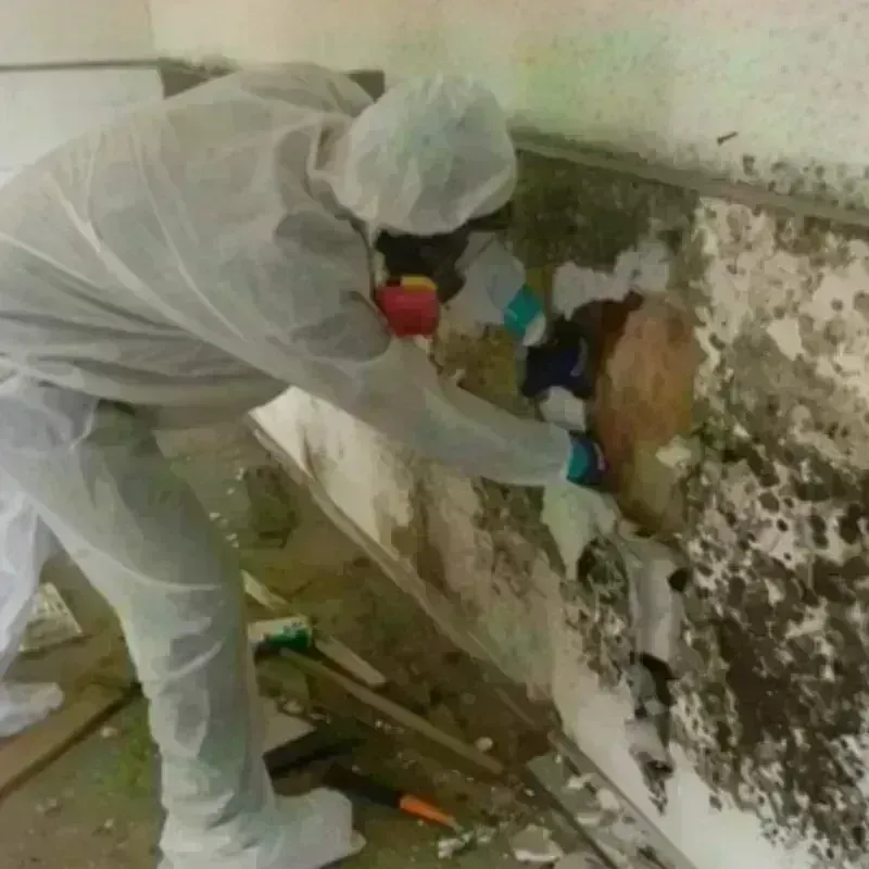 Mold Remediation and Removal in Pine Knoll Shores, NC